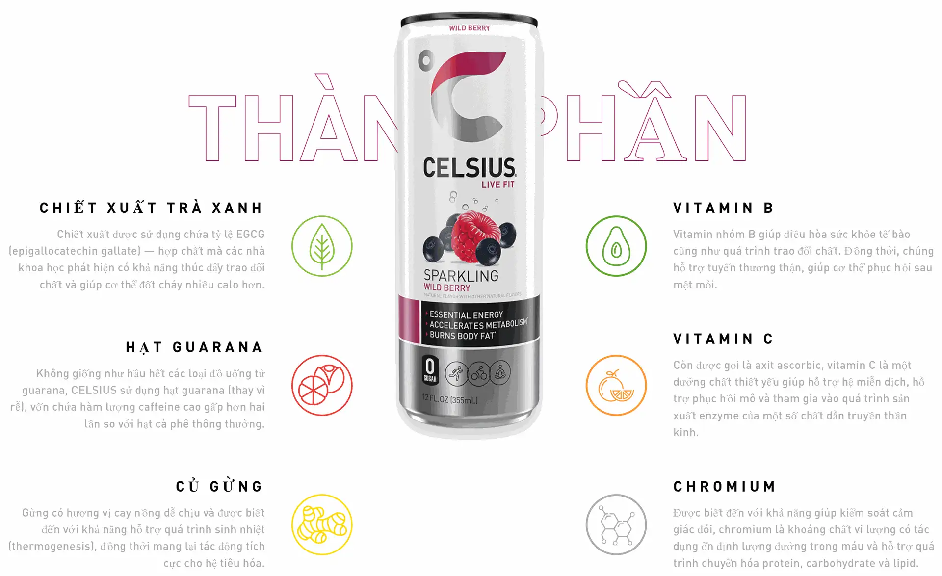 Celsius Dâu Rừng Infographic